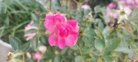 花儿开了，植入心田.生活就是多种花少除草的日子，你同意吗？