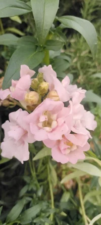南方的花花，植入心田，愿你过个心花怒放的冬天.一切安好~