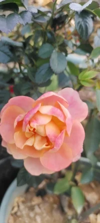 南方的花花，植入心田，愿你过个心花怒放的冬天.一切安好~