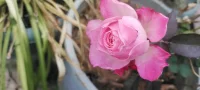南方的花花，植入心田，愿你过个心花怒放的冬天.一切安好~
