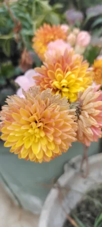南方的花花，植入心田，愿你过个心花怒放的冬天.一切安好~