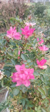 南方的花花，植入心田，愿你过个心花怒放的冬天.一切安好~