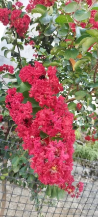 夏花浪漫：分享幸福，分享美好，植入心田.配圖