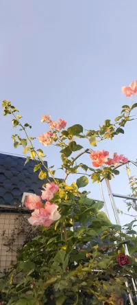 夏花浪漫：分享幸福，分享美好，植入心田.配圖