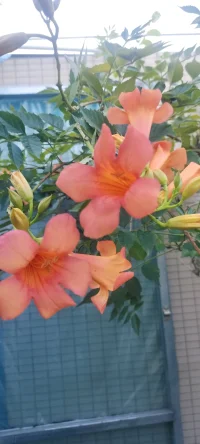 夏花浪漫：分享幸福，分享美好，植入心田.配圖