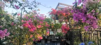 夏花浪漫：分享幸福，分享美好，植入心田.配圖