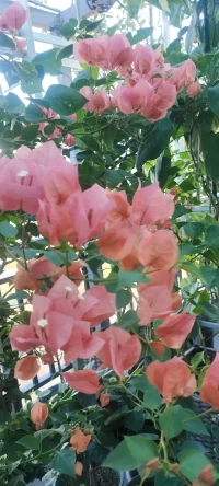 夏花浪漫：分享幸福，分享美好，植入心田.配圖