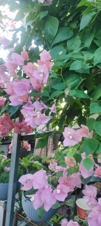 夏花浪漫：分享幸福，分享美好，植入心田.配圖