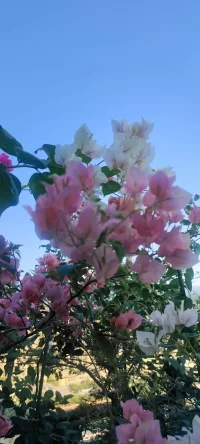 夏花浪漫：分享幸福，分享美好，植入心田.配圖