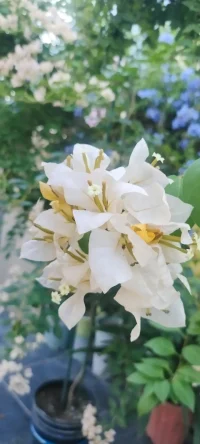夏花浪漫：分享幸福，分享美好，植入心田.配圖