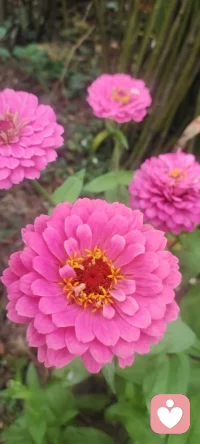 我家幸福美好的Flower分享出來~配圖