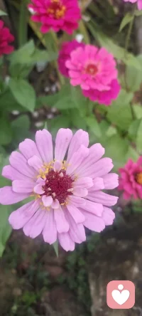 我家幸福美好的Flower分享出來~配圖