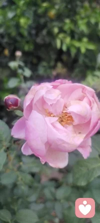 我家幸福美好的Flower分享出來~配圖