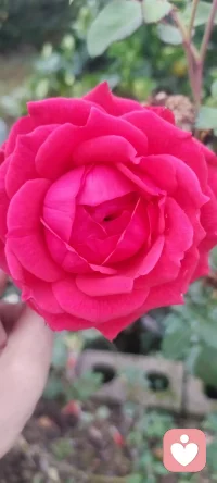 我家幸福美好的Flower分享出來~配圖