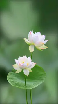 原生家庭可以影響我們，但不要讓原生家庭決定我們！并不是一樣的原生家庭就只會是一樣的人生。我們完全可以通過自己后天的努力和調(diào)整，讓自己的人生從原生家庭的陰影里走出來！配圖