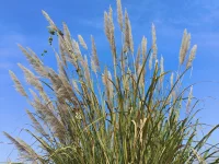 不管發(fā)生什么事，都要對(duì)自己說“不要緊”；遇到挫折，也要學(xué)會(huì)說“沒關(guān)系”；即使身陷困境，也要試著說“我很棒”。如果你堅(jiān)信石頭會(huì)開花，那么開花的不僅僅是石頭。