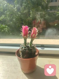 最愛那一抹紅，開花了(?′?`?)，祝大家周末愉快??配圖