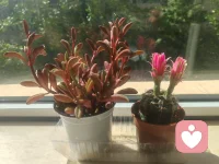 最愛那一抹紅，開花了(?′?`?)，祝大家周末愉快??配圖