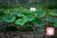 人生四境界

1. 身在淤泥骂淤泥：身处困境却只懂抱怨，无力改变。
​
2. 身在淤泥变淤泥：被困境同化，放弃自我，随波逐流。
​
3. 身在淤泥离淤泥：虽处困境，但通过努力摆脱现状，寻求新的可能。
​
4. 身在淤泥超淤泥：身处困境却不被其束缚，反而能在其中沉淀、成长，实现自我超越。

每个人都有自身向上的力量，就像那荷花一样
