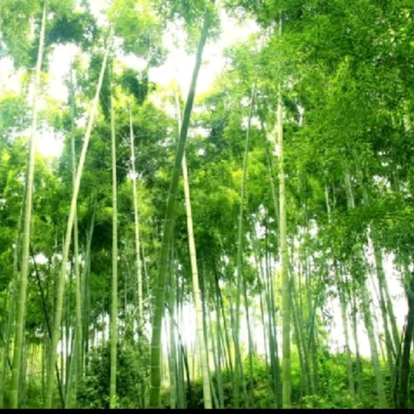 静心慧听
