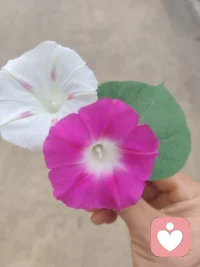 人生无处不催眠
重复做正确的事情，发现内耗温柔慈悲的回来
㊗️大家节日快乐配图
