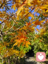 “用心去感受，每一種顏色都有它的故事。早安！配圖