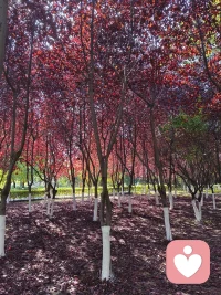 “用心去感受，每一種顏色都有它的故事。早安！配圖