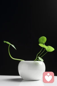 努力做好自己以后，才知道人生悲喜自渡，他人愛莫能助。可謂是：你若盛開，清風自來。學會放松自己，及時止損才是最好的選擇。當我們不能成為心靈的主人，就會淪落為外在情物的奴隸。配圖