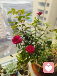 在親密關系中，如果你經常被指責，感到羞辱，需要警惕，那很可能不是你的問題。
有可能是對方自己內心有太多無法容納，自己又消化不了的、被指責的羞辱感，分裂出來扔給你的結果。配圖