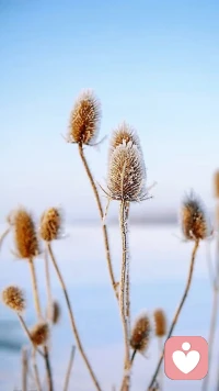 有風聽風，下雪看雪。
人之一世，無非浪漫與自由。晚安！配圖