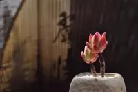 沒有白走的路，沒有無端的虧，所有的不如意的經(jīng)歷都有它的意義。上午好！配圖