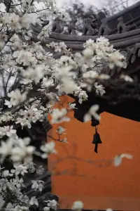 滿血復活配圖