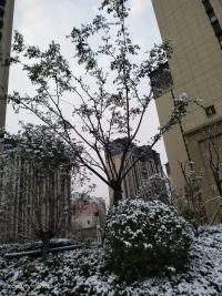 冬的到來意味著春的開始   有實力才能屹立寒風傲雪   “本性能耐寒  風霜豈奈何”  待到春風拂大地  又是春草萌動時配圖