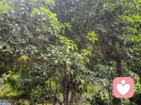 世界上的事情，最忌諱的就是個十全十美，你看那天上的月亮，一旦圓滿了，馬上就要虧厭；樹上的果子，一旦熟透了，馬上就要墜落。凡事總要稍留欠缺，才能持恒。
—莫言《檀香刑》配圖