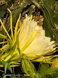 與來訪的過程是：一只耳朵聽見傷痛，另一只耳朵聽見渴望。就好比這花，一面是這樣，另一面是這樣。人是這個人，花是這朵花。

?配圖