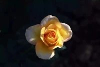 有一種脫落是因為咨詢師急于讓來訪者面對痛苦，卻不愿意和來訪者一起走進這個痛苦。的確痛苦是有意義的，但咨詢師站的遠遠的還逼著來訪者去面對痛苦。就算來訪者獲得了他痛苦中的意義，也不會讓你再靠近他了。配圖