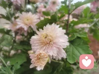 心理咨詢師面對的核心是人間的苦難，只有彼此溫暖，才能堅持下去。配圖