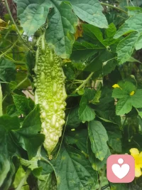 生活總會給你答案，但不會給你解釋。她給你一顆檸檬，也會給你一杯酸酸甜甜的檸檬汁。所以，無論生活給你帶來什么，都要學會感恩和接受。配圖