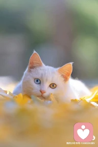 即使是在現(xiàn)實世界最完美的親密關(guān)系中，我們也難免會受到傷害，而且無論我們有多么愛那個人，有時也難免會傷害到他，這并不是因為我們想要傷害誰，而是因為我們都是凡人，我們每個人都心都是肉長的。我們難免會傷害到我們的伴侶、我們的父母、我們的孩子們、我們最親密的朋友（而他們也會傷害到我們）這都是因為我們選擇了親密的關(guān)系，而受傷是親密關(guān)系中的附屬條款。配圖