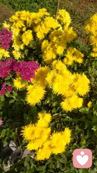 誰人不想醉花眠，無奈現實非等閑。
若有千般凌云志，不負紅顏與流年。配圖