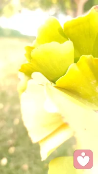 一棵樹上的幾片葉子
角度不同
就有了不同的效果
懂
造就了一條通往心靈深處的溫情之路；
我愛你
不是因為你有多好
而是因為你懂我。配圖