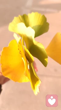 一棵樹上的幾片葉子
角度不同
就有了不同的效果
懂
造就了一條通往心靈深處的溫情之路；
我愛你
不是因為你有多好
而是因為你懂我。配圖