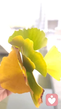 一棵樹上的幾片葉子
角度不同
就有了不同的效果
懂
造就了一條通往心靈深處的溫情之路；
我愛你
不是因為你有多好
而是因為你懂我。配圖