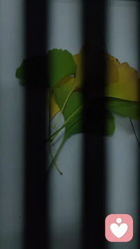 一棵樹上的幾片葉子
角度不同
就有了不同的效果
懂
造就了一條通往心靈深處的溫情之路；
我愛你
不是因為你有多好
而是因為你懂我。配圖