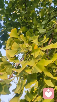 一棵樹上的幾片葉子
角度不同
就有了不同的效果
懂
造就了一條通往心靈深處的溫情之路；
我愛你
不是因為你有多好
而是因為你懂我。配圖