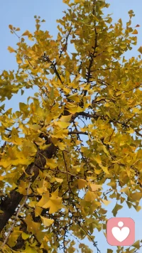 一棵樹上的幾片葉子
角度不同
就有了不同的效果
懂
造就了一條通往心靈深處的溫情之路；
我愛你
不是因為你有多好
而是因為你懂我。配圖