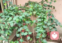 美好的一天開始了。你知道這個什么花嗎？配圖