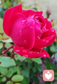 先處理情緒，再處理事情。配圖