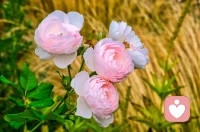 甲流了，在家休息。有没有人能体会全身疼，头疼，发烧，发冷，一咳嗽就脑仁疼的感受。配图