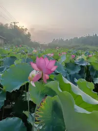 人生是限量版，沒有復制粘貼，
每個清晨，都是系統自動更新的機會，
新的一天，全力以赴，
生活不會虧待，
每一個努力向上的人。
早安??
周末愉快！